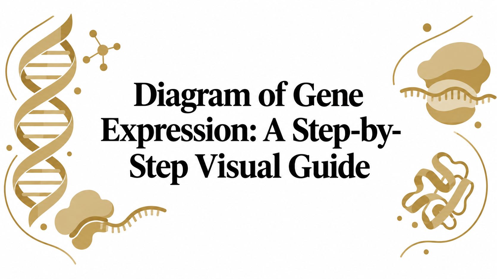 Diagram of Gene Expression: A Step-by-Step Visual Guide